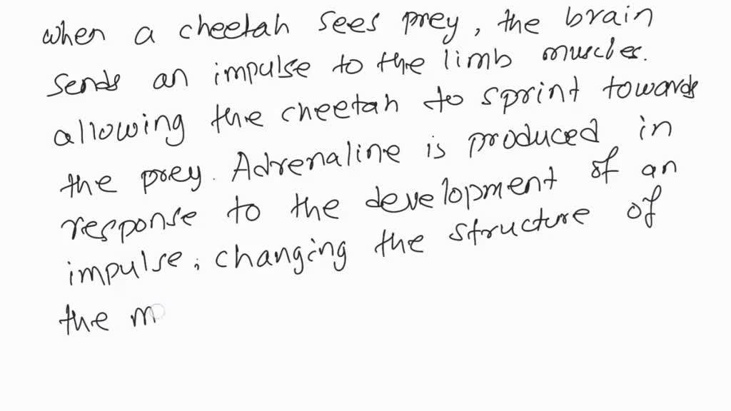 a cheetah, on seeing a prey move towards him at a very high speed. what