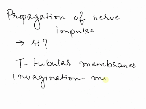 question-6-2pts-which-of-the-following-structures-propagates-action-potentials-from-the-surface-of-a-muscle-fiber-to-its-interior-o-the-myofibrils-the-sarcoplasmic-reticulum-othe-endomysium-07525