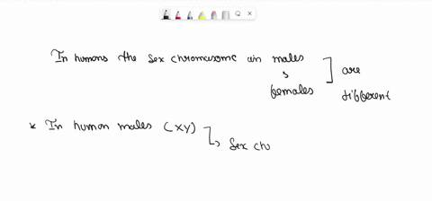 name-the-sex-chromosomes-in-human-male-and-human-female-42196