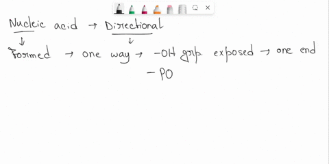 nucleic-acids-are-directional-meaning-that-there-are-two-different-ends-what-functional-groups-defin-30404