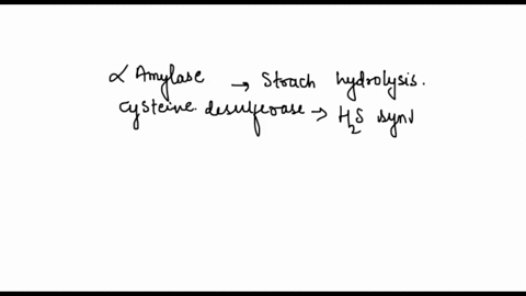 enzymes-match-the-name-of-the-enzyme-with-the-biochemical-reaction-enzymes-may-be-used-more-than-once-a-amylase-1-casein-hydrolysis-b-cysteine-desulfurase-2gelatin-liquefaction-c-lipase-3-hy-47674