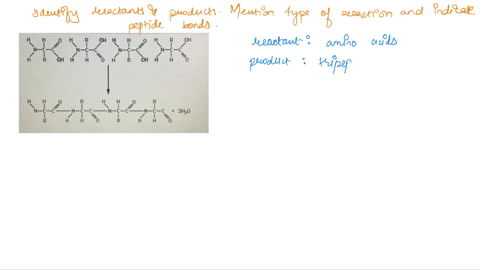 oh-ho-oh-oh-3hz0-what-are-the-reactants-what-are-the-products-is-the-reaction-a-condensation-reaction-or-hydrolysis-circle-the-peptide-bonds-how-many-peptide-bonds-are-present-how-many-molec-94273