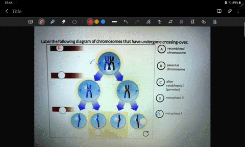 label-the-following-diagram-of-chromosomes-that-have-undergone-crossing-over-recombined-chromosome-parental-chromosome-after-cytokinesls-ii-carnetes-metaphase-il-metaphase-74384