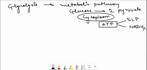 what-is-the-net-energy-account-of-glycolysis-for-brain-cell-oatp-and-znadh-gained-2atps-produced-6atps-and-znadh-used-2atps-and-znadh-gained-2atps-used-56794