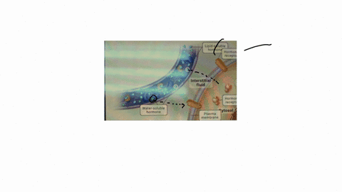 select-and-drag-to-create-a-path-for-each-type-of-hormone-so-it-binds-the-appropriate-receptor-click-continue-select-and-drag-to-create-a-path-for-the-hrc-to-enter-the-nucleus-and-bind-the-h-80516