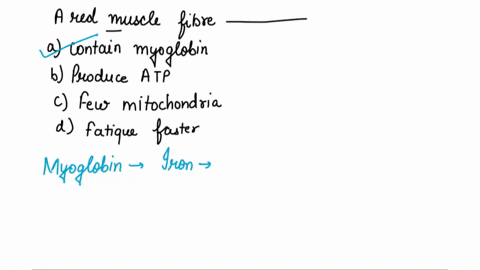 a-red-muscle-fiber-_________-a-contains-myoglobin-b-produces-atp-mainly-by-lactate-fermentation-c-ha-54552
