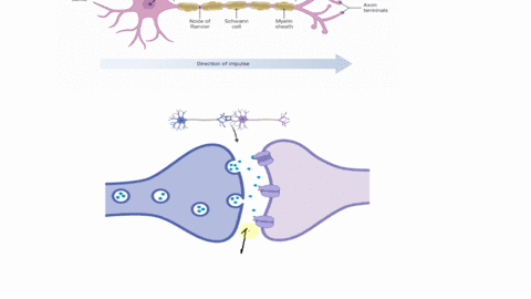 question-nervous-system-match-the-following-definitions-with-the-appropriate-terms-the-part-of-a-neuron-that-receives-signals-is-called-the-when-a-neuron-releases-neurotransmitters_-it-can-t-38858