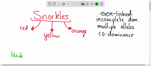 snorkles-can-be-found-in-3-different-colors-red-yellow-and-orange-what-type-of-inheritance-is-being-observed-here-sex-linked-traits-codominance-incomplete-dominance-multiple-alleles