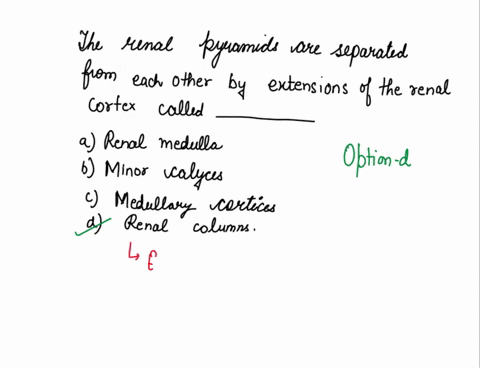 the-renal-pyramids-are-separated-from-each-other-by-extensions-of-the-renal-cortex-called-_______-a-42736