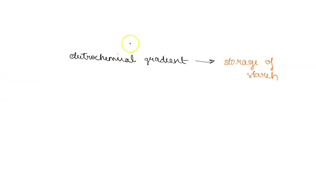 SOLVED The electrochemical gradient across the membrane of root cell