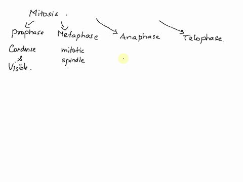 1pts-during-mitosis-in-animal-cellsat-which-phase-do-centrioles-begin-to-move-apart-telophase-prometaphase-metaphase-anaphase-prophase-previous-08649