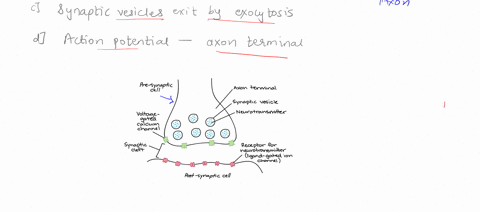 which-of-the-following-occurs-first-voltage-gated-calcium-channels-are-opened-extracellular-calcium-enters-the-axon-terminal-synaplic-vesicles-exit-by-exocytosis-an-action-polential-arrives-71344