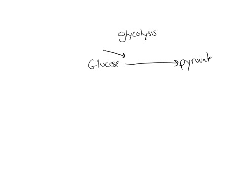 what-is-the-net-gain-of-atp-in-the-process-of-glycolysis-2-4-6-8