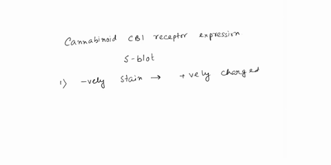 1-can-you-infer-anything-about-cb1-expression-on-the-ponceau-s-blot-explain-24562