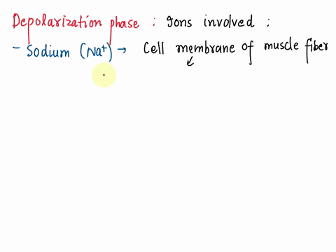 in-terms-of-action-potential-in-the-muscle-fibre-what-ions-are-involved-especially-during-the-depolarization-phase-49777