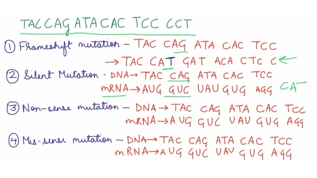 SOLVED Using the DNA sequence, TAC CAG ATA CAC TCC CCT, create the