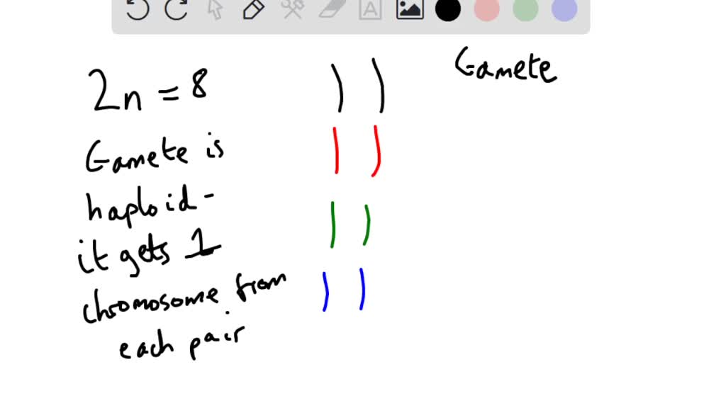 SOLVED In a diploid cell of 2n8, how many different combinations of