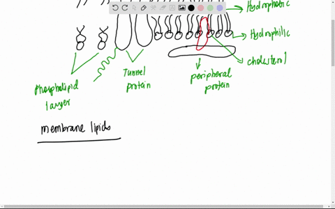 make-a-diagram-of-the-fluid-mosaic-model-of-the-structure-of-cell-membranes-label-phospholipid-molecules-cholesterol-hydrophilic-and-hydrophobic-portions-proteins-and-carbohydrates-describe-01403