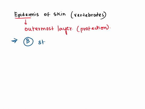 epidermis-of-skin-of-vertebrates-comprises-a-simple-epithelium-b-stratified-epithelium-c-transitional-epithelium-d-columnar-epithelium-12273