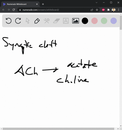 a-drug-that-inactivates-acetylcholinesterase-a-stops-the-release-of-ach-from-presynaptic-endings-b-p-18179