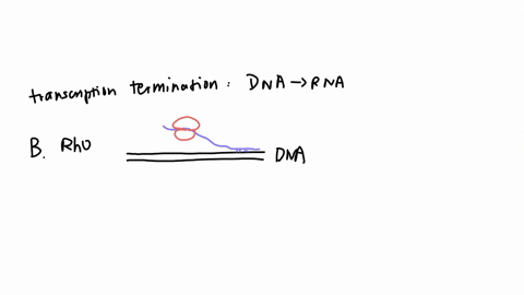moving-to-another-question-will-save-this-response-question-25-which-is-true-about-transcription-termination-a-sigma-factor-binds-to-rna-polymerase-to-inhibit-transcription-rho-dependent-termination-w