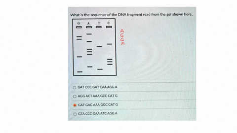 what-is-the-sequence-of-the-dna-fragment-read-from-the-gel-shown-here-0-gat-ccc-gat-caa-agga-0-agg-act-aaa-gcc-cat-g-gat-gac-aaa-ggc-cat-g-gta-ccc-gaa-atc-agg-a-72257