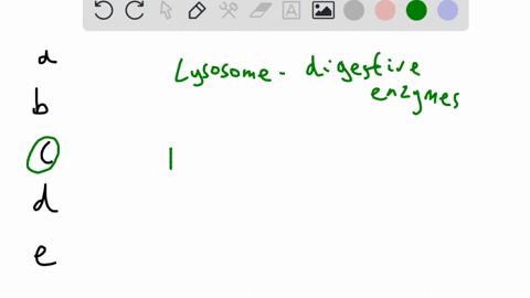 which-of-the-following-organelles-contain-enzymes-involved-in-cellular-digestion-select-one-a-lysosomes-and-chloroplasts-b-lysosomes-and-golgi-apparatus-c-lysosomes-and-peroxisomes-d-chlorop-90078