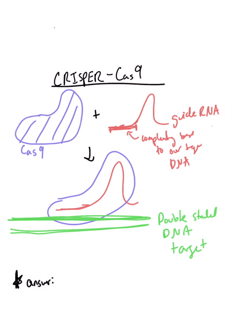 which-of-the-following-is-the-best-definition-for-crispr-cas9-a-system-that-cuts-dna-in-random-places-a-system-that-uses-small-guide-rnas-to-bind-target-dna-and-guide-the-sequence-specific-c-78085
