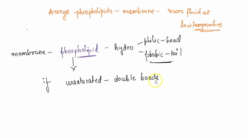 the-image-shows-a-lipid-bilayer-with-the-polar-heads-represented-by-circles-and-the-hydrophobic-tails-represented-by-lines-add-the-fatty-acids-into-the-lipid-bilayer-to-indicate-a-structure-45998