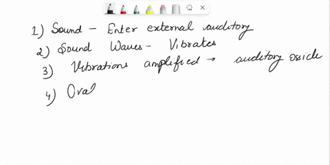 arrange-the-steps-in-the-correct-order-for-the-detection-of-sound-sound-waves-enter-external-auditory-canal-sound-waves-vibrate-tympanic-membrane-vibrations-enter-oval-window-and-generate-pr-86622