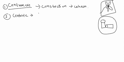 match-the-following-structure-or-molecules-with-their-function-centromere-choose-centriole-choose-chromatin-choose-cohesin-choose-condensin-choose-kinetechore-choose-spindles-choose-protein-14434
