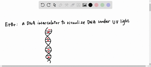 in-the-lab-you-were-given-a-sample-of-unknown-dna-and-told-to-characterize-it-you-set-to-work-completing-an-analysis-by-absorbance-spectrophotometry-it-is-very-pure-and-about-500-ug-per-ml-y-79086
