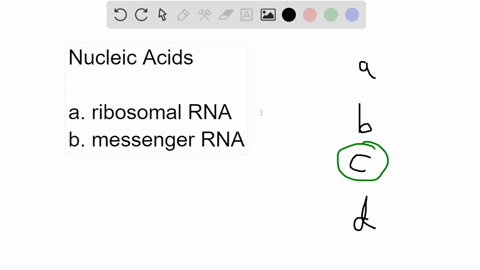 which-nucleic-acid-carries-a-single-amino-acid-to-the-ribosome-a-rrna-b-mrna-c-trna-d-dna-74946
