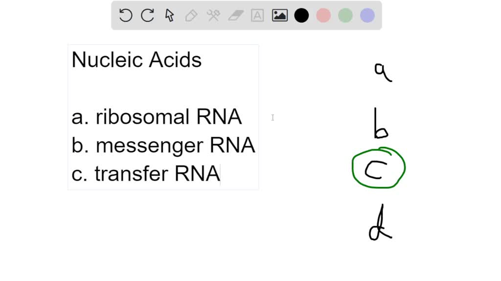SOLVED Which nucleic acid carries a single amino acid to the ribosome