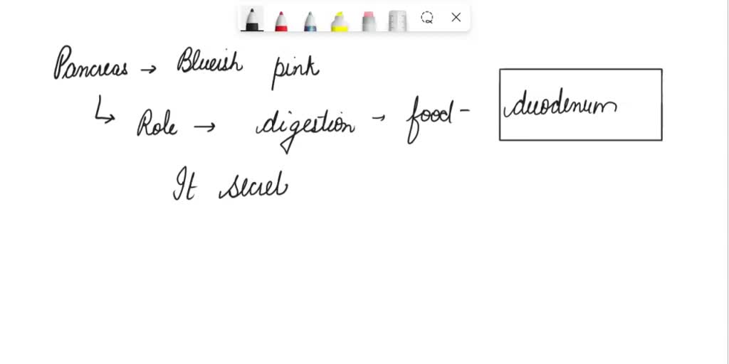 PAL Cat > Digestive System Lab Practical AL Cat > Digestive System