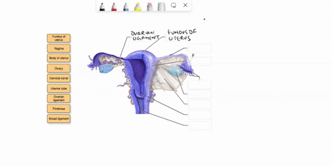 Correctly label the following structures of the female...