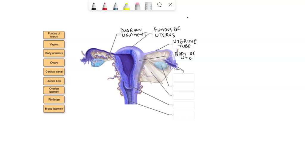 SOLVED In the lateral view of the ovary and supporting ligaments