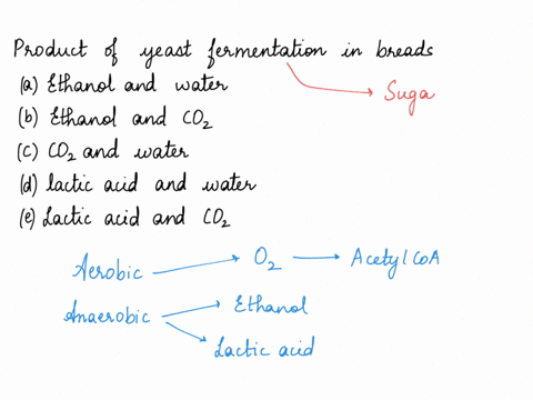 the-products-of-yeast-fermentation-in-breads-are-ethanol-and-water-ethanol-and-carbon-dioxide-carbon-dioxide-and-water-lactic-acid-and-water-lactic-acid-and-carbon-dioxide-43453