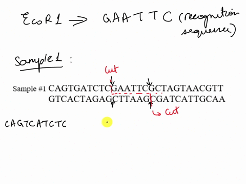 1ow-sample-1-cagtgatctcgaattcgctagtaacgtt-gtcactagagcttaagcgatcattgcaa-sample-2-tcatgaattcctggaatcagcaaatgca-agtacttaaggaccttagtcgtttacgt-if-both-of-these-samples-are-treated-with-the-restri-15392