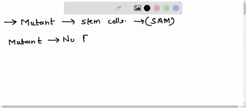 which-mutant-has-a-greatly-increased-number-of-stem-cells-in-the-shoot-apical-mersistem-group-of-answer-choices-a-mutant-that-has-no-functional-clavata3-a-mutant-that-has-no-functional-pin-p-09216