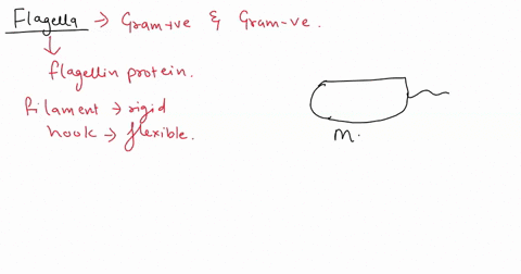 you-observe-a-flagella-stain-and-see-bacillus-cells-with-multiple-flagella-at-one-of-the-cell-which-of-the-following-is-the-correct-term-to-describe-this-flagellar-arrangement-a-monotrichous-50608