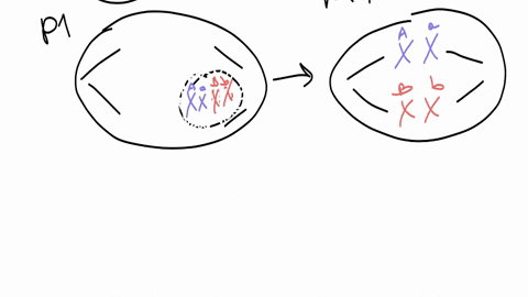 draw-a-cell-with-a-chromosome-number-of-2n4-and-genotype-of-aabb-where-each-gene-is-on-a-different-chromosome-label-each-chromosome-with-its-appropriate-allele-draw-out-all-stages-of-meiosis-74528