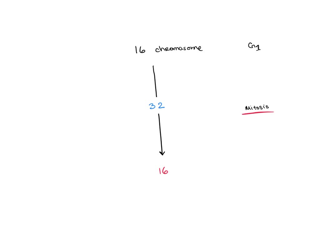 If an onion cell contained 16 chromosomes at the start of Gi, how many