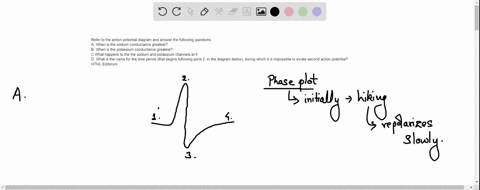 queslion-0-refer-to-the-action-potential-diagram-and-answer-the-following-questions-a-when-is-the-sodium-conductance-greatest-b-when-is-the-potassium-conductance-greatest-c-what-happens-to-t-89982