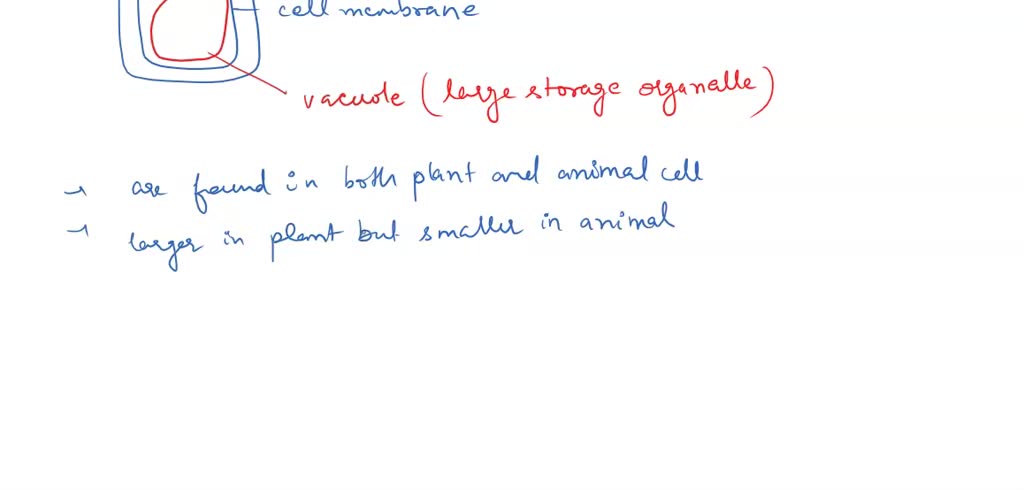 SOLVED: how does the way animal cells use their vacuoles compare to the way plant  cells use theirs? a) both plant and animal cells use some of their vacuoles  to store food