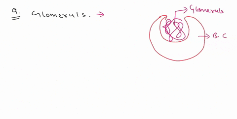 which-of-the-following-is-untrue-the-glomerulus-is-located-in-a-bowmans-capsule-a-high-concentration-of-solute-will-trigger-an-increase-of-antidiuretic-hormone-the-kidney-has-a-pelvis_-d-the-33212