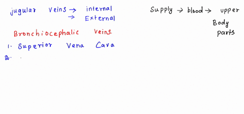 vessels-cranial-to-the-heart-the-internab-and-external-jugular-veins-connect-which-body-regions-the-heart-do-the-jugular-veins-cainy-blood-t0-or-from-the-hean-locate-the-jugular-vein-and-car-00327