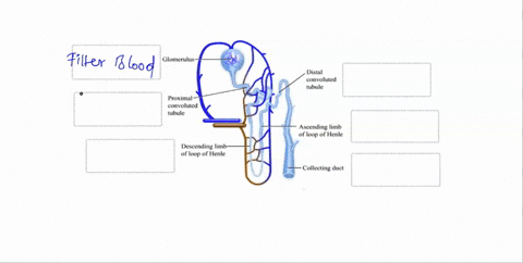 match-each-function-to-its-site-of-action-in-the-nephron-glomerulus-distal-convoluted-tubule-proximal-convoluted-tubule-ascending-limb-of-loop-of-henle-descending-limb-loop-of-henle-collecti-71642
