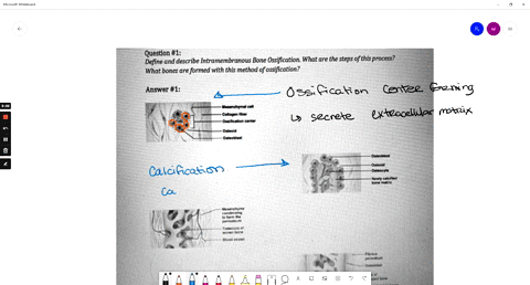 queston-1-define-and-describe-intramembranous-bone-ossification-what-are-the-steps-of-this-process-what-bones-are-formed-with-this-method-0f-ossification-answer-1-verranchtmbi-cen-colleoen-f-15675