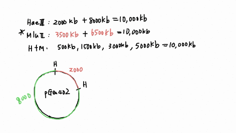 the-circular-plasmid-pgen-402-is-digested-with-the-enzymes-haelii-and-mlull-separately-and-in-1-double-digest-and-the-following-fragment-sizes-are-obtained-hae-iii-2000-kb-and-8000-kb-mlu-ii-06346